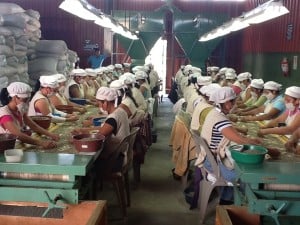 They are finally sorted manually to remove all defective beans before being shipped to your local coffee shop. Amazing how fast these women are working!