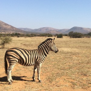 Zebra on Pilanesburg Safari in Johannesburg
