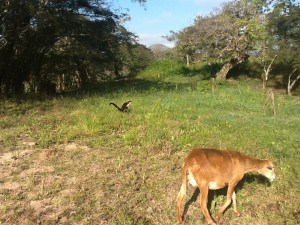 Our Friend Pepito - A monkey with a job as goat herder.  