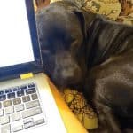 Dog laying next to laptop