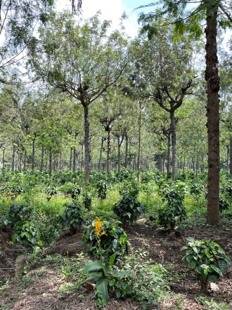 レインフォレスト・アライアンス認証農園で、日陰で育つコーヒーの苗木。