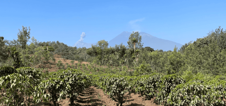 Don Miguel’s farm with benign volcanic activity in the distance.