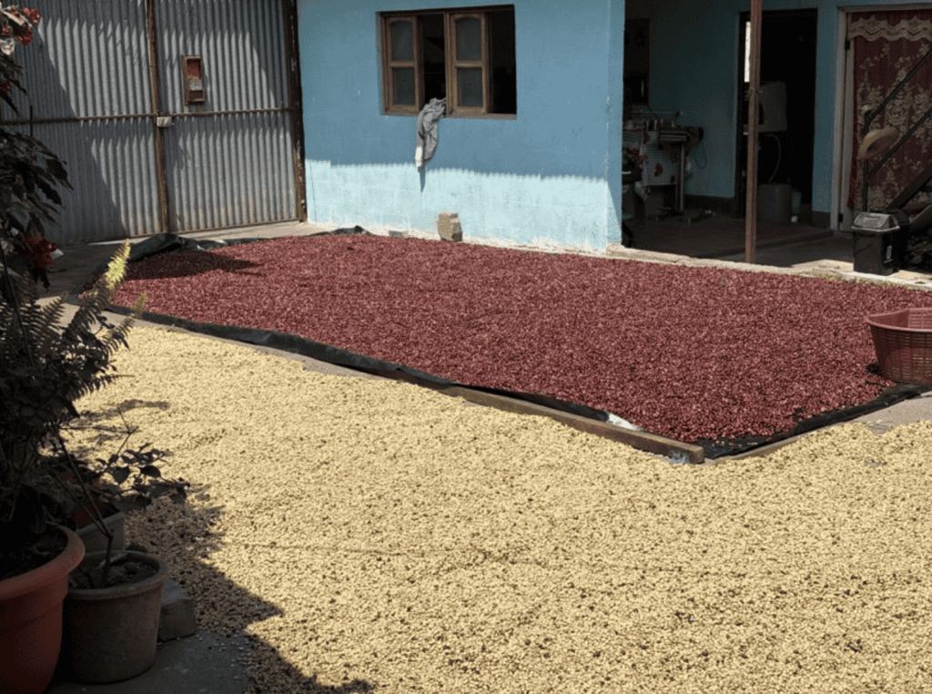 Coffee drying at La Familia del Café in San Miguel Escobar: the yellow beans in the foreground have been de-pulped, while the red fruits in the background are being prepared according to the “natural” process in which beans are dried with the surrounding fruit still on.